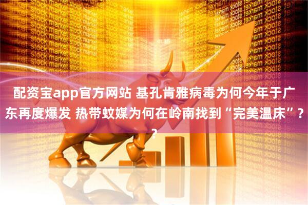 配资宝app官方网站 基孔肯雅病毒为何今年于广东再度爆发 热带蚊媒为何在岭南找到“完美温床”？